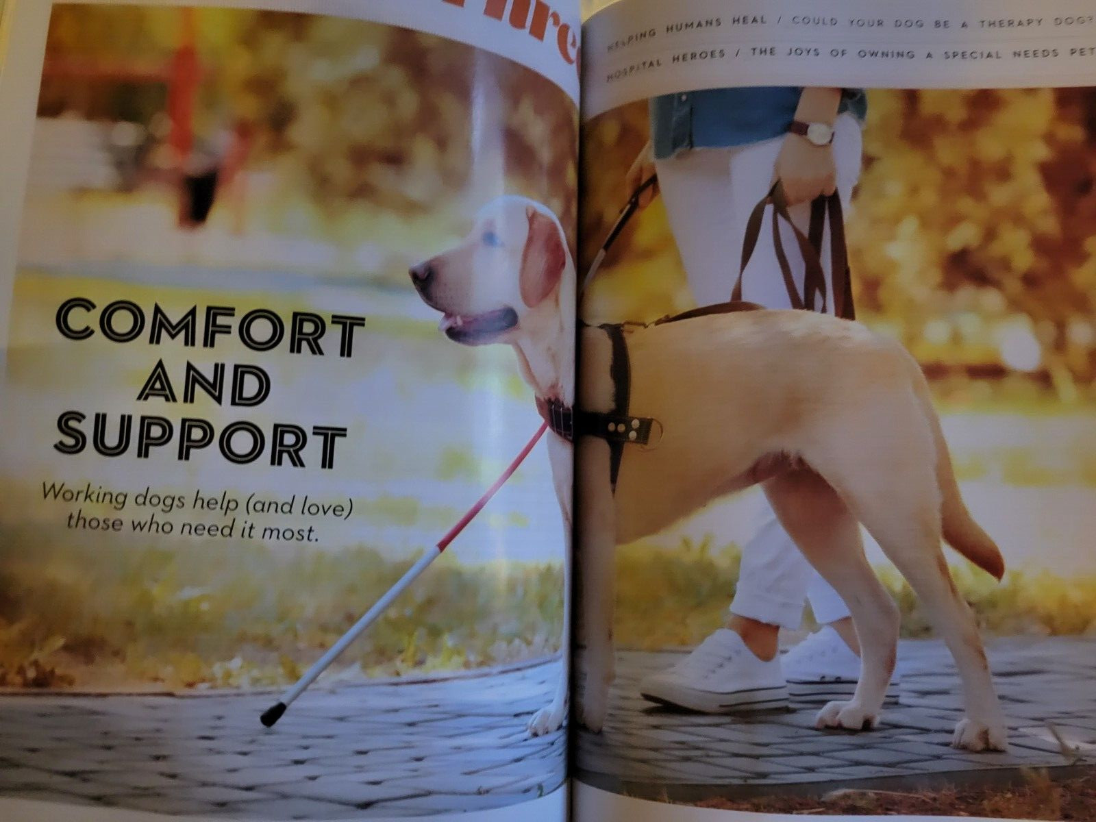 WHY WE LOVE DOGS – Paw Print Special Edition – Help Us Heal – Pet Like a Pro