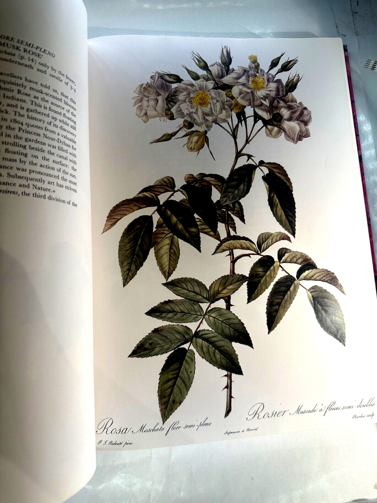 Redoutés Roses by P.J. Redouté – The Wellfleet Press – English CG102