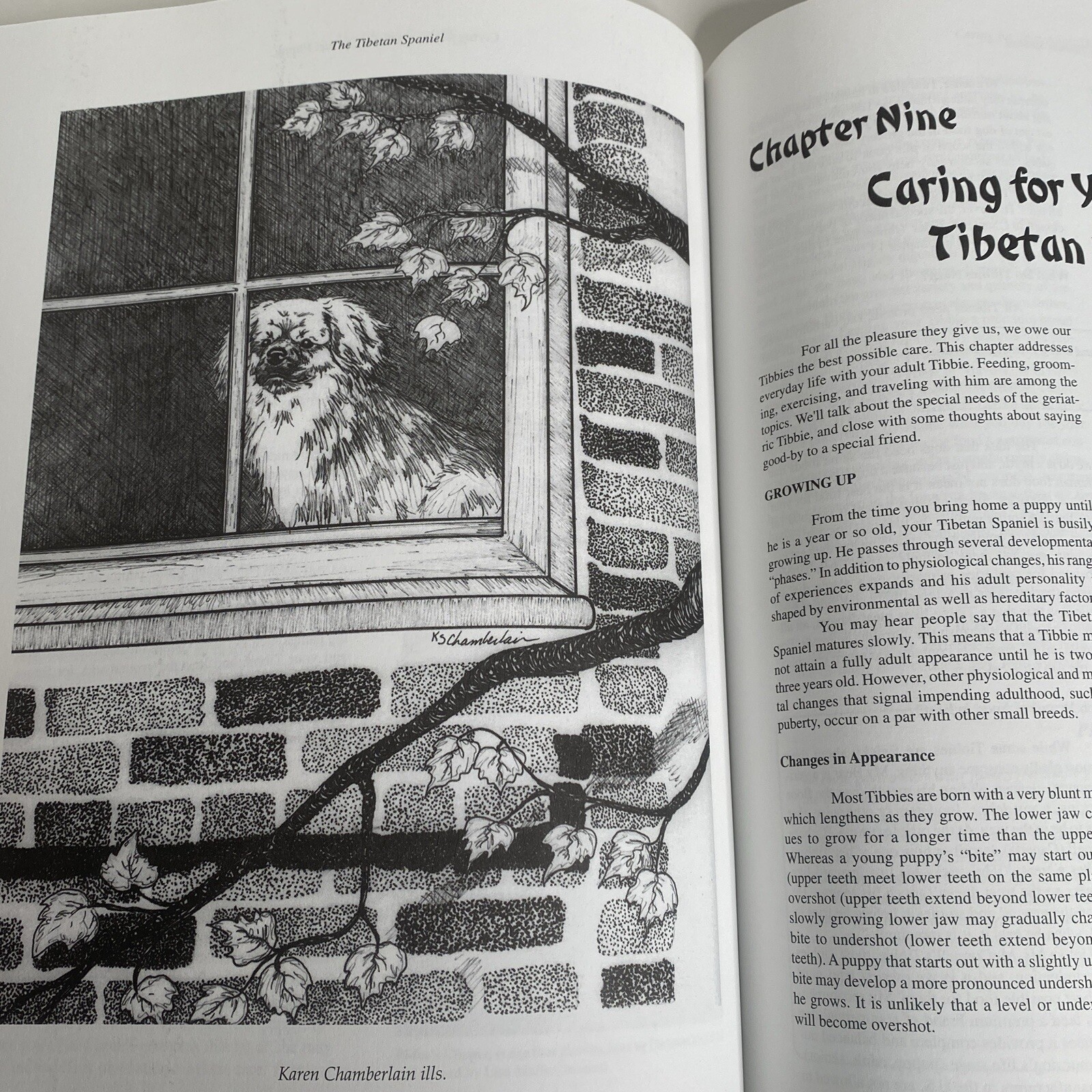 The Tibetan Spaniel: A Gift From The Roof Of The World Susan Miccio 254 pages