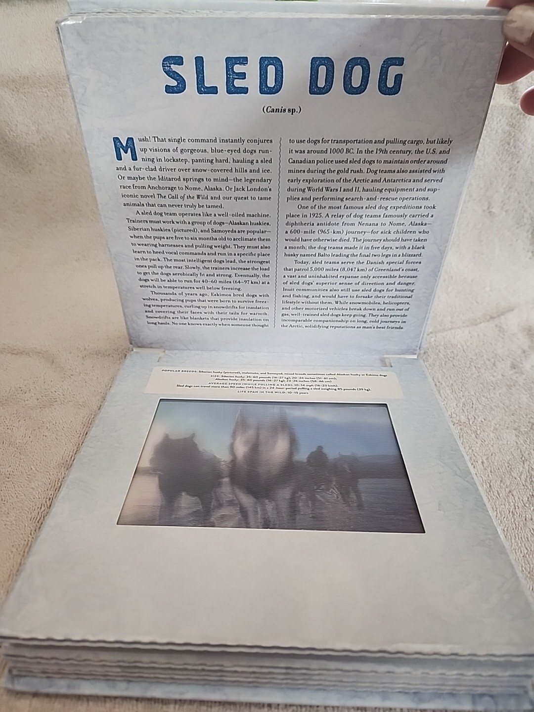 Photicular Ser.: Polar : A Photicular Book by Carol Kaufmann and Dan Kainen…