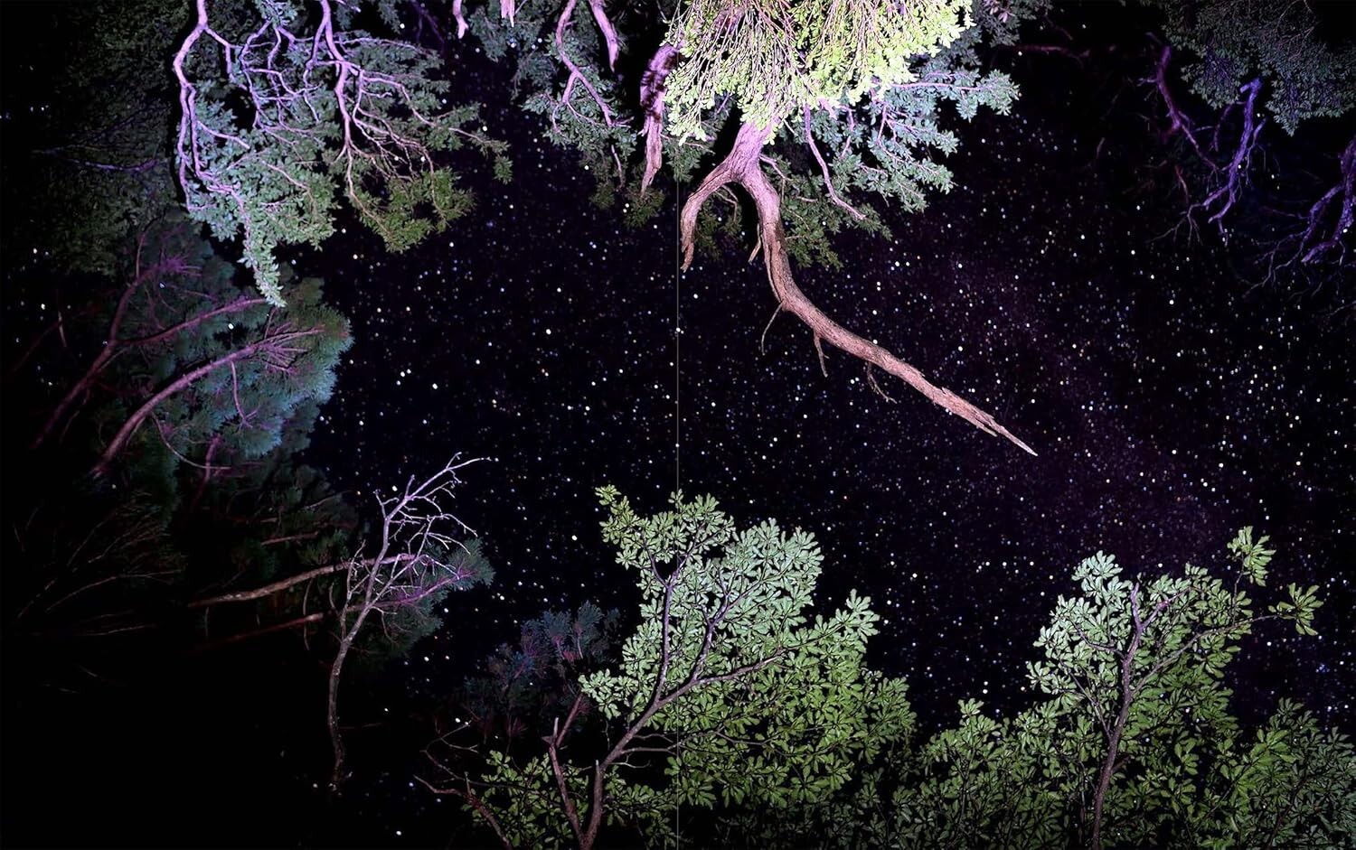 JINEN – Photographer Yu Yamauchi Art Book – 9 Years in Yakushima’s Forests