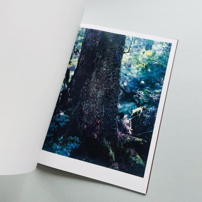 Materia : Yoshihiko Ueda / Yakushima Forest Photo Collection 2012 Japan