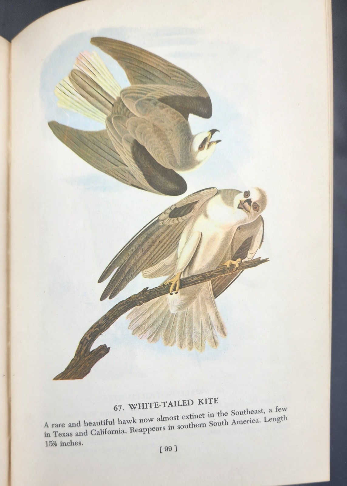 Audubon’s Birds of America 1950 2nd Printing The Macmillan Company
