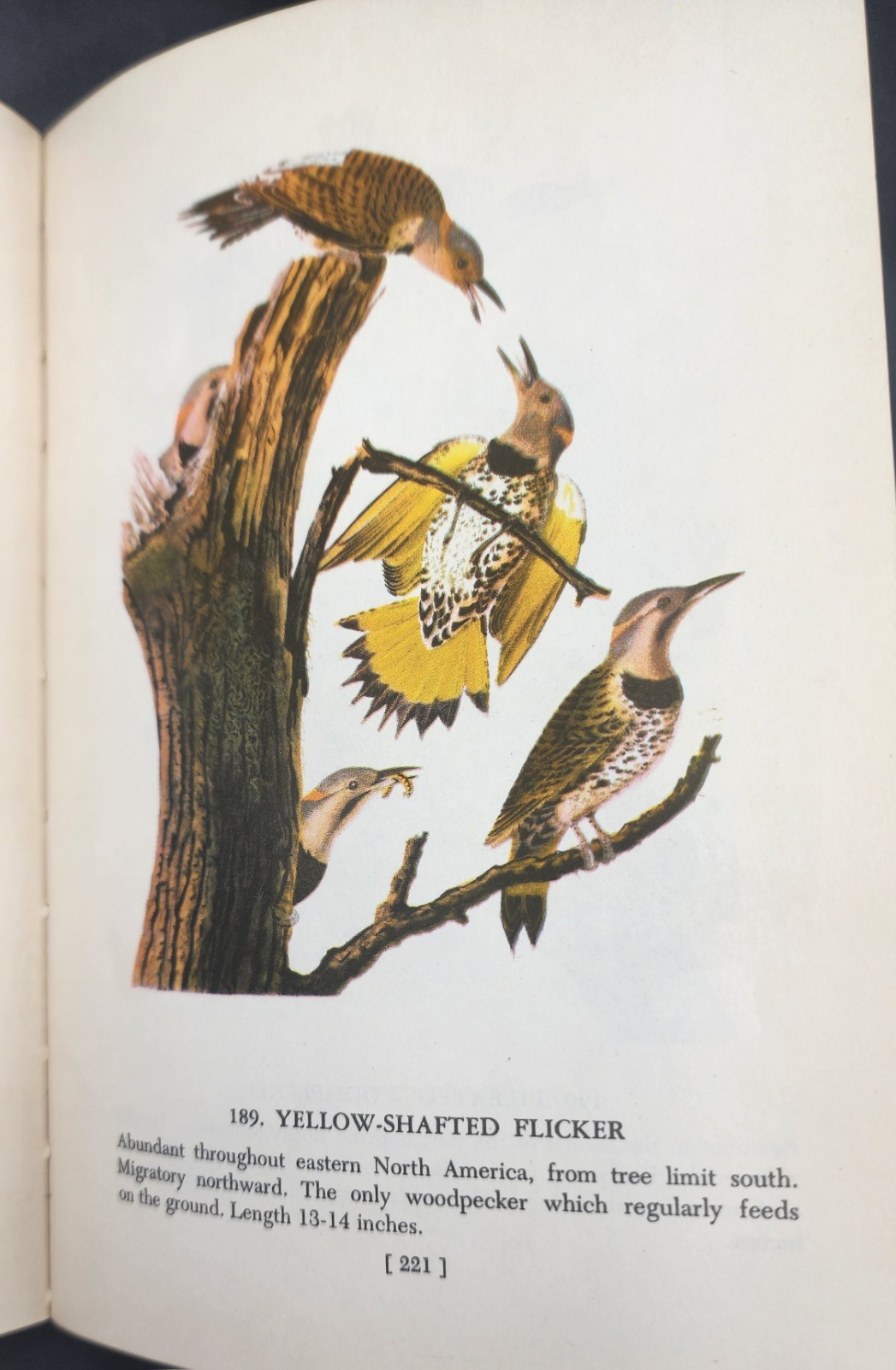 Audubon’s Birds of America 1950 2nd Printing The Macmillan Company