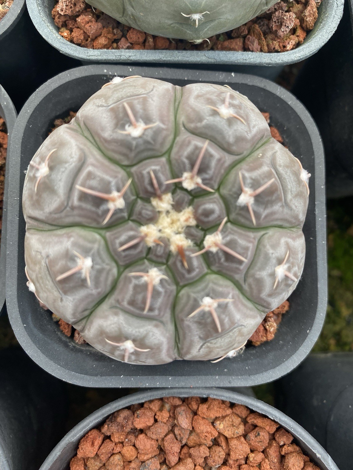 2pcs 7cm Gymnocalycium prochazkianum Beautiful Flowers Seeded Grown