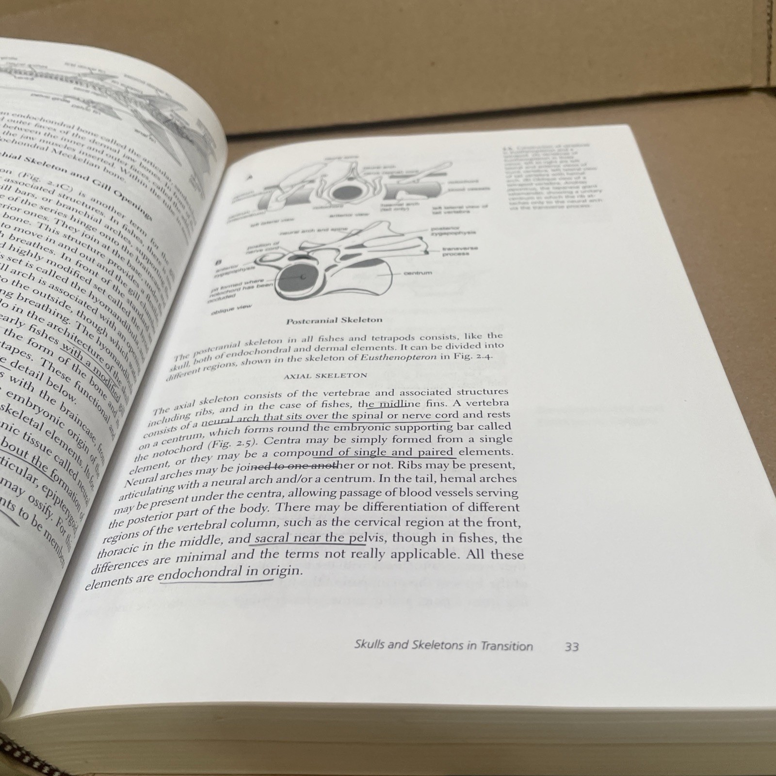 Gaining Ground: The Origin and Evolution of Tetrapods by Clack