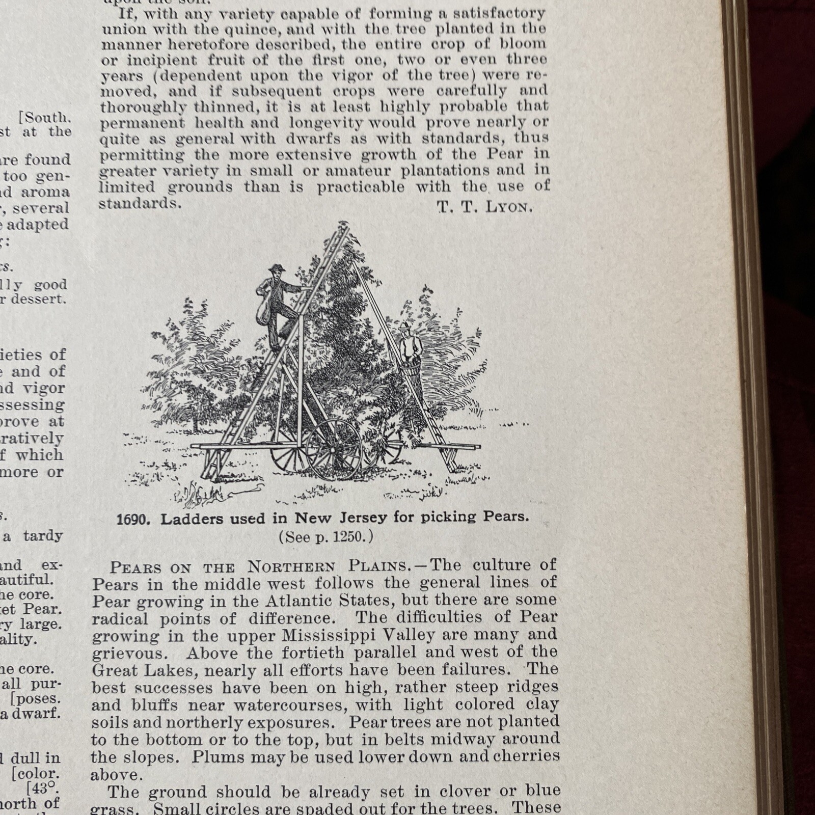 1904 Cyclopedia Of American Horticultural 700 Original Engravings Volume 3 N-Q