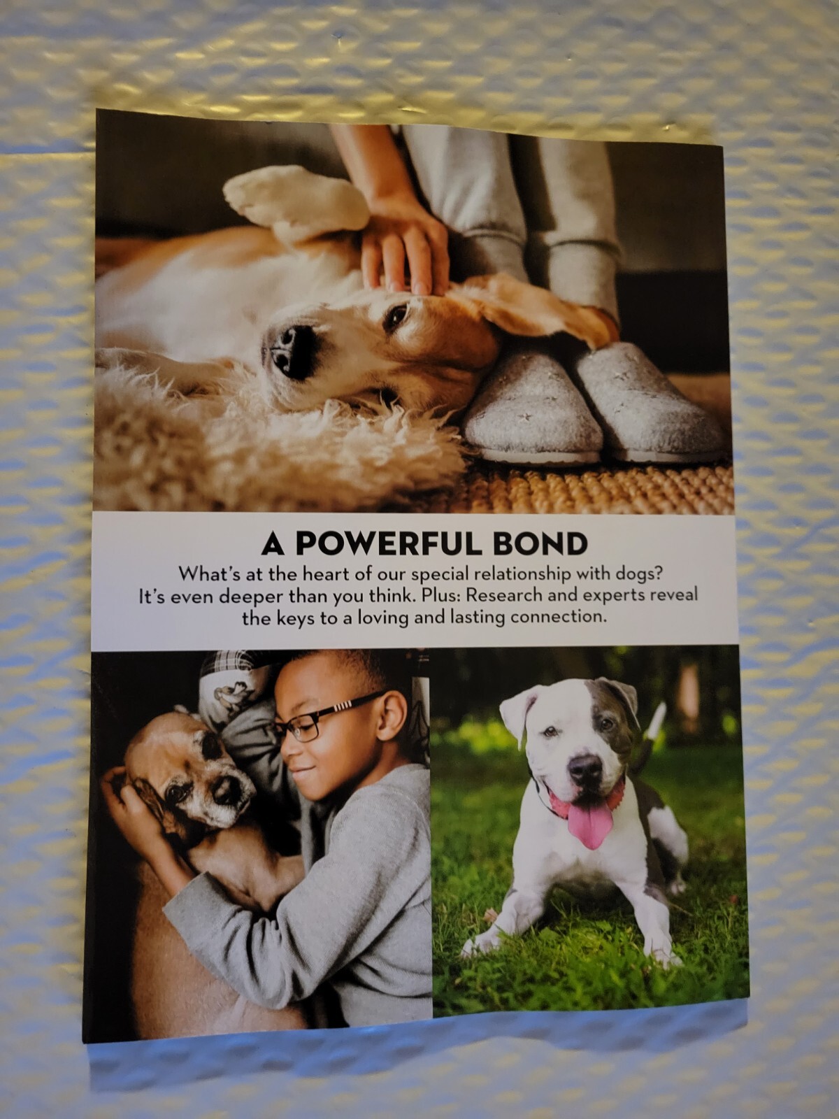 WHY WE LOVE DOGS – Paw Print Special Edition – Help Us Heal – Pet Like a Pro