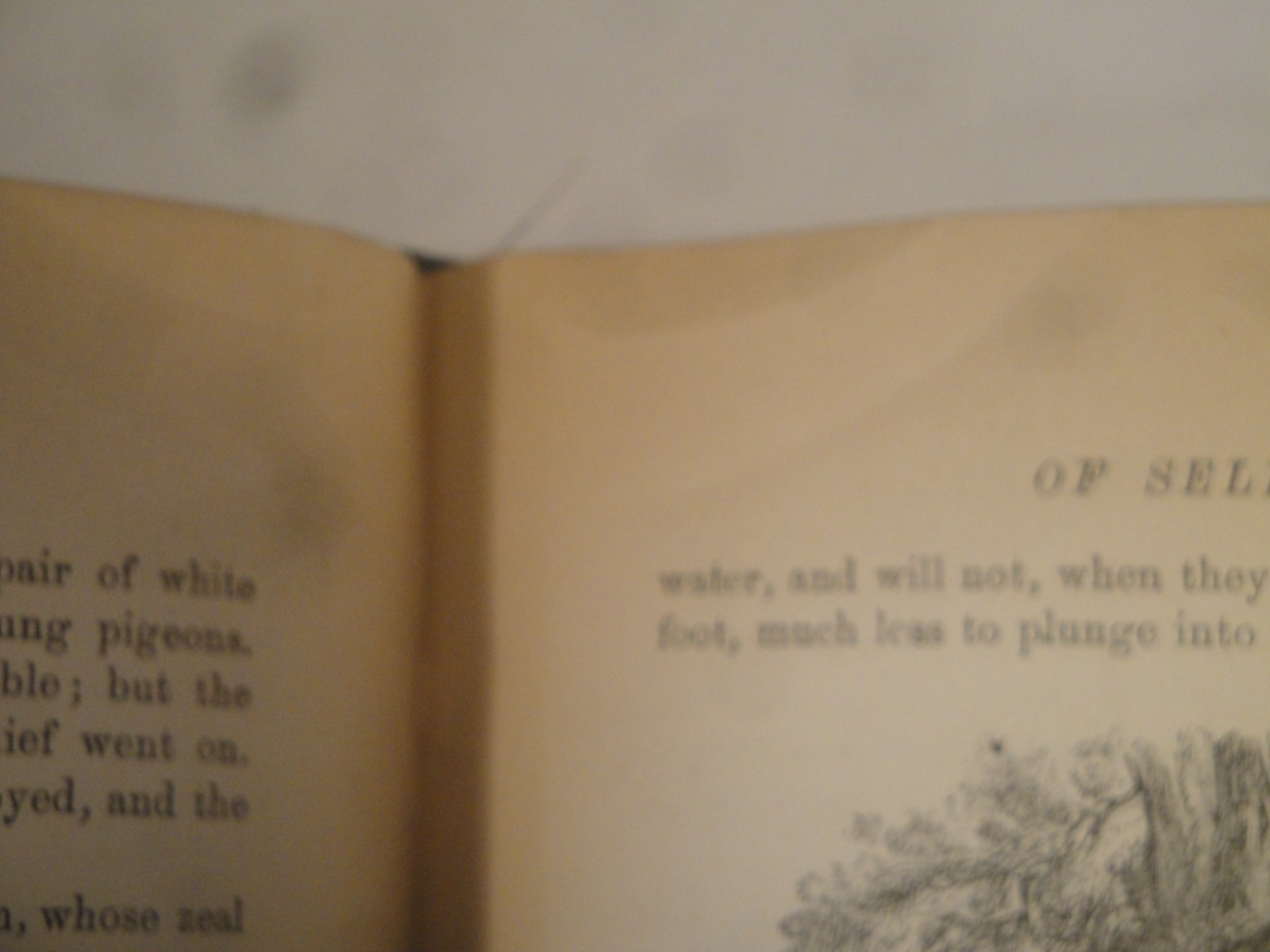 1887 / 4th ed / Gilbert White’s Shelborne/CLASSIC 19TH CENTURT NATURAL HISTORY
