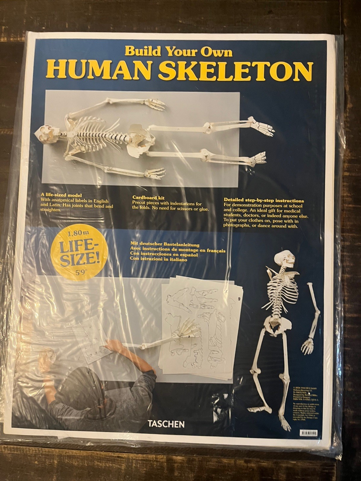 Build Your Own Human Skeleton Cardboard Kit