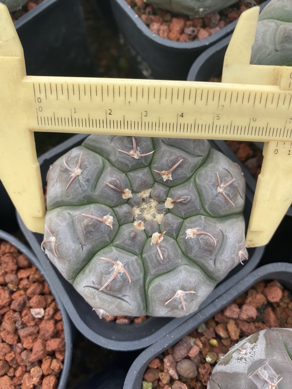2pcs 7cm Gymnocalycium prochazkianum Beautiful Flowers Seeded Grown