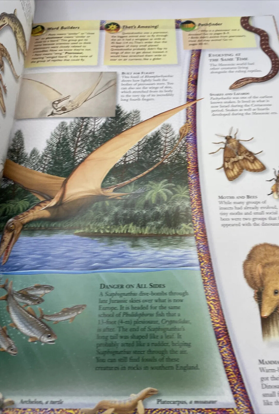 Vintage 1999 Reader’s Digest Pathfinders Dinosaurs By Paul M. A. Willis