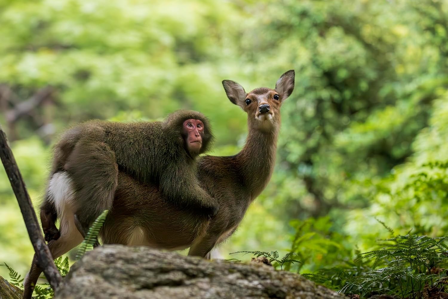 Monkeys, deer, Yakushima.
