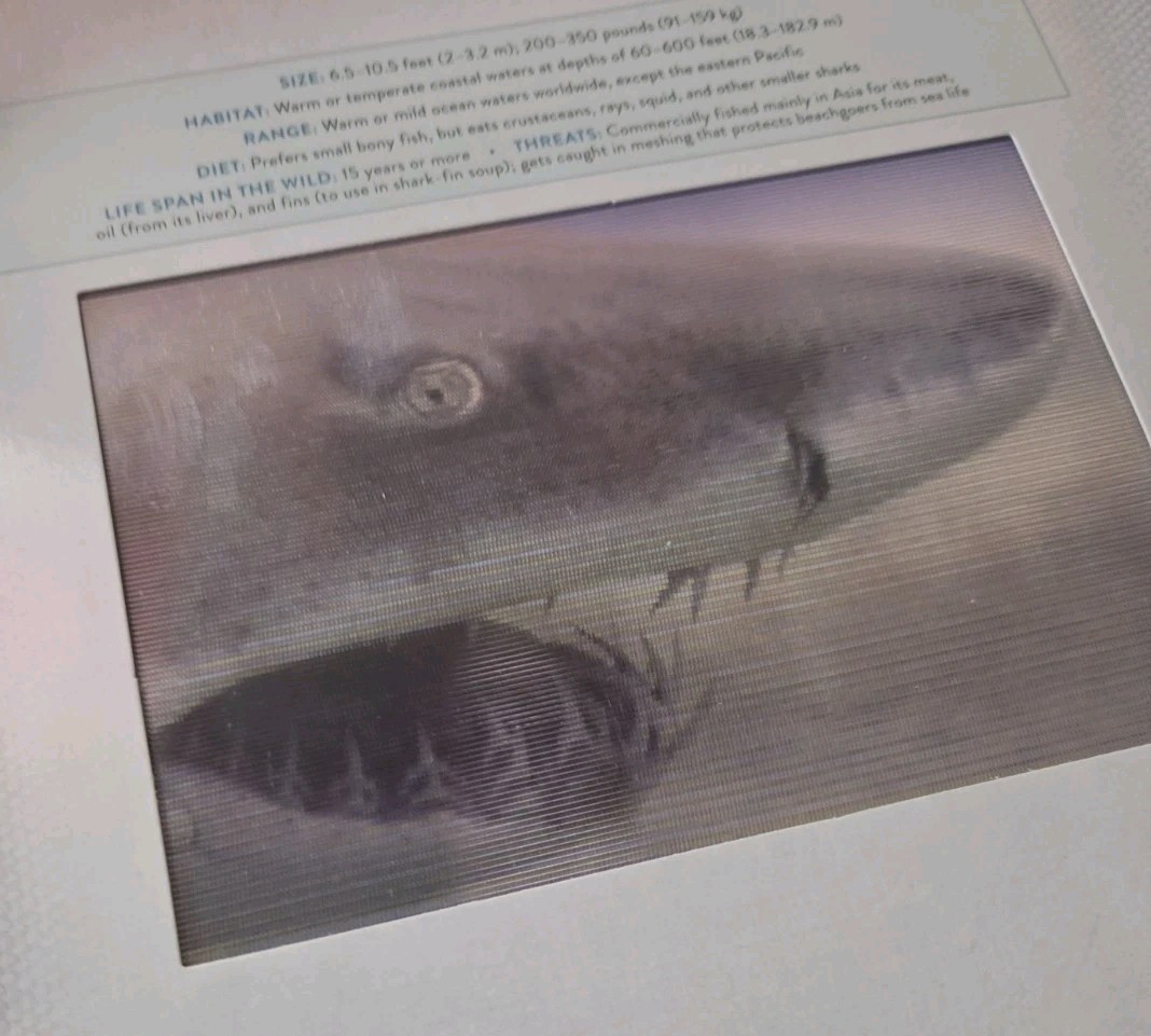 Ocean : A Photicular Book by Carol Kaufmann and Dan Kainen (2014, Hardcover)
