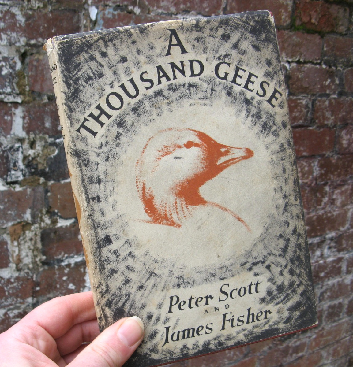 1953 A Thousand Geese- Peter Scott James Fisher 1st Edition