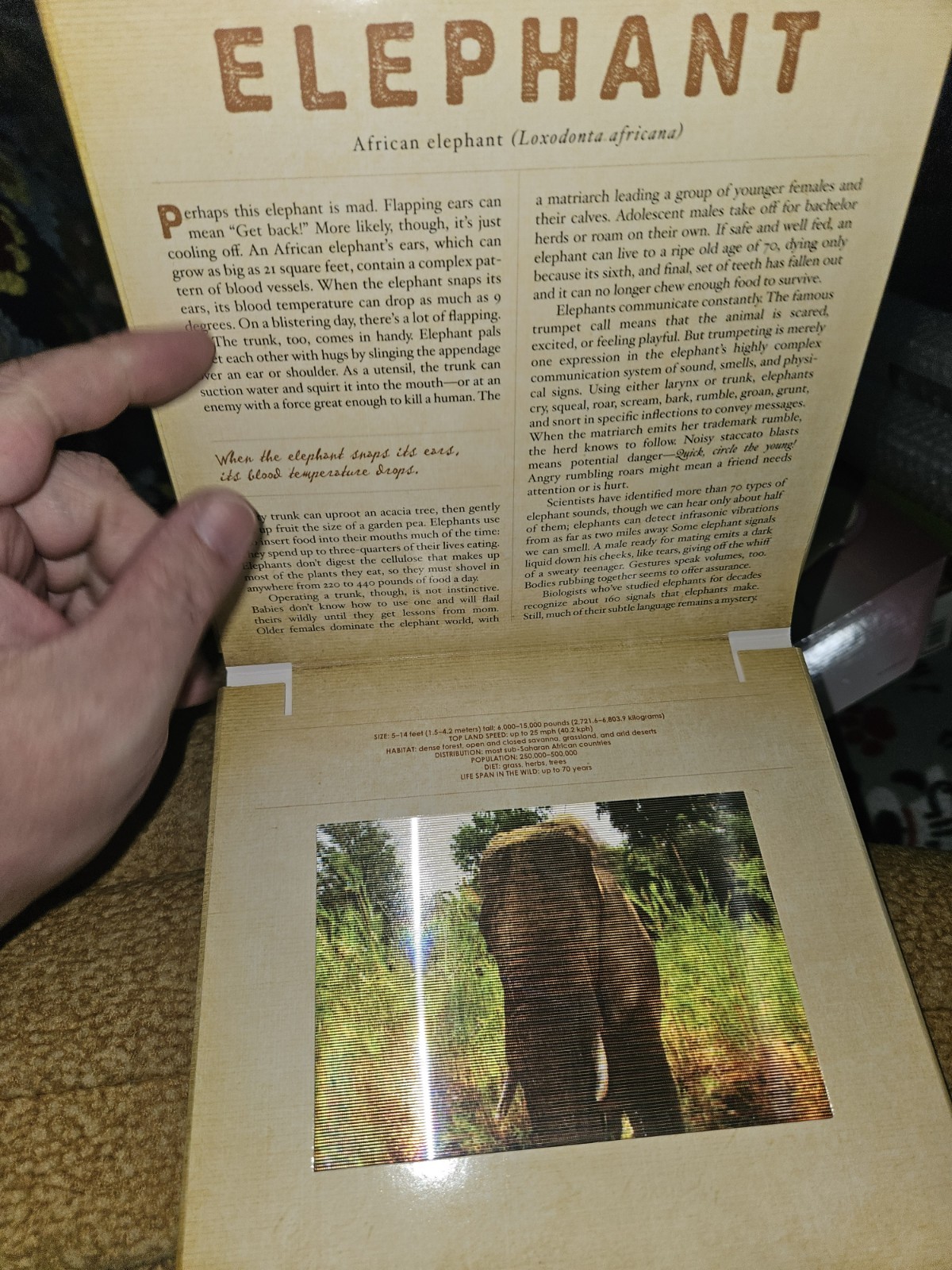 Dan Kainen Carol Kaufmann Safari: A Photicular Book HC Workman 1st Ed 2012