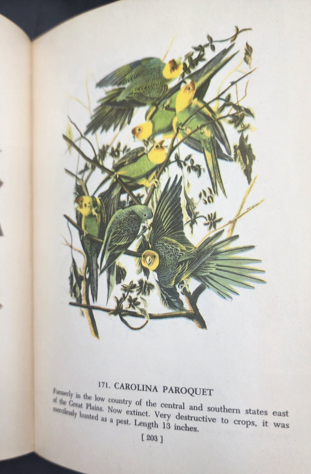 Audubon’s Birds of America 1950 2nd Printing The Macmillan Company