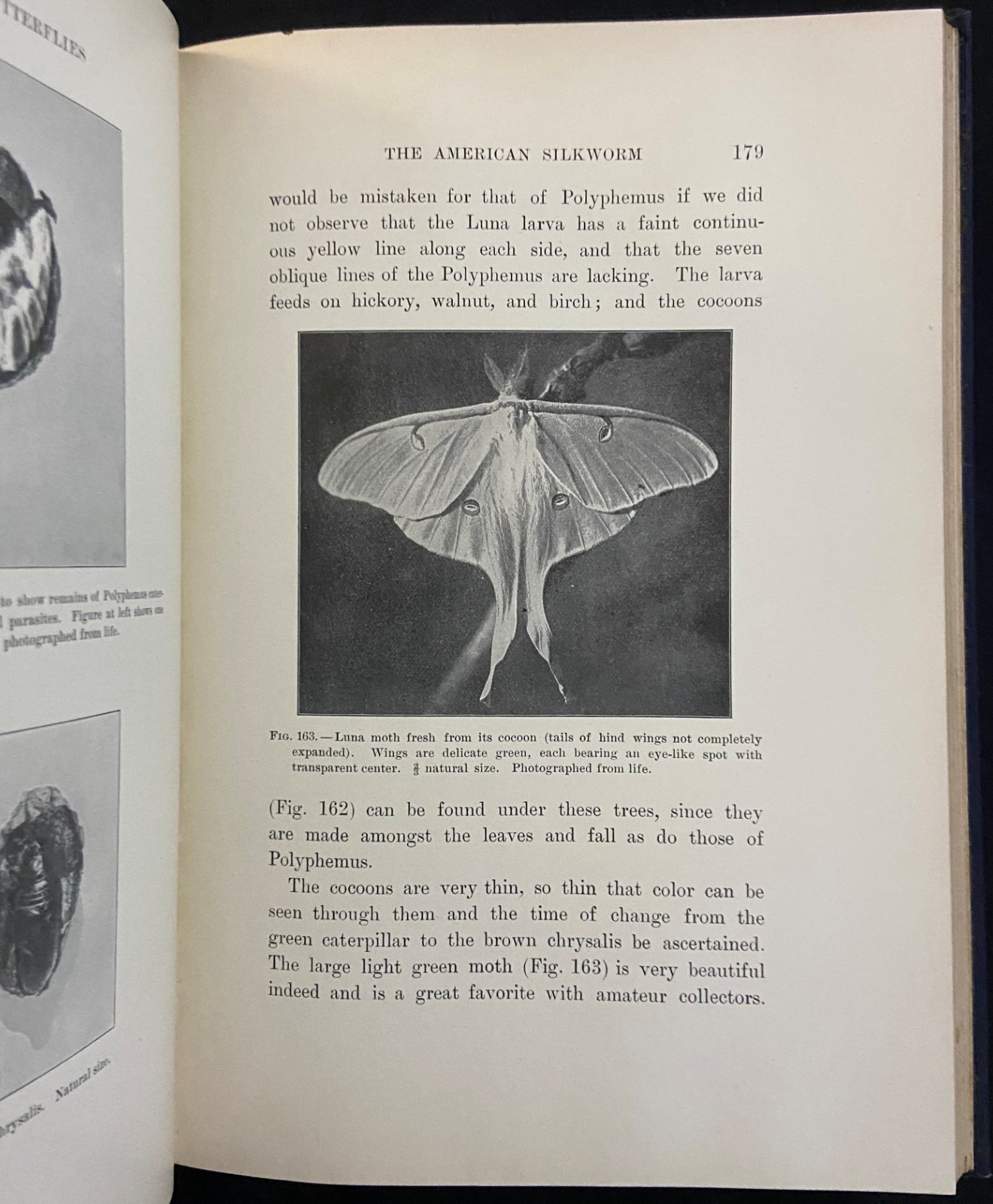 1901 MOTHS AND BUTTERFLIES Entomology DICKERSON Antique Natural History Book