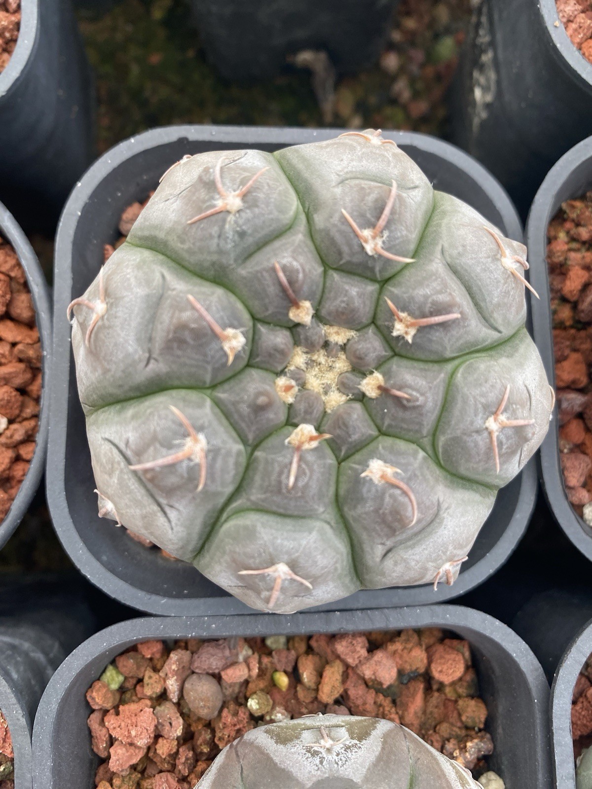 2pcs 7cm Gymnocalycium prochazkianum Beautiful Flowers Seeded Grown