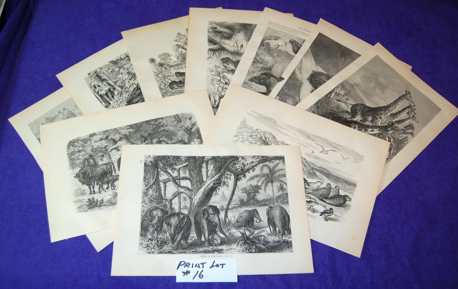 Lot of 10 Antique 141 Year Old Full Printed Pages From Cassells Natural History