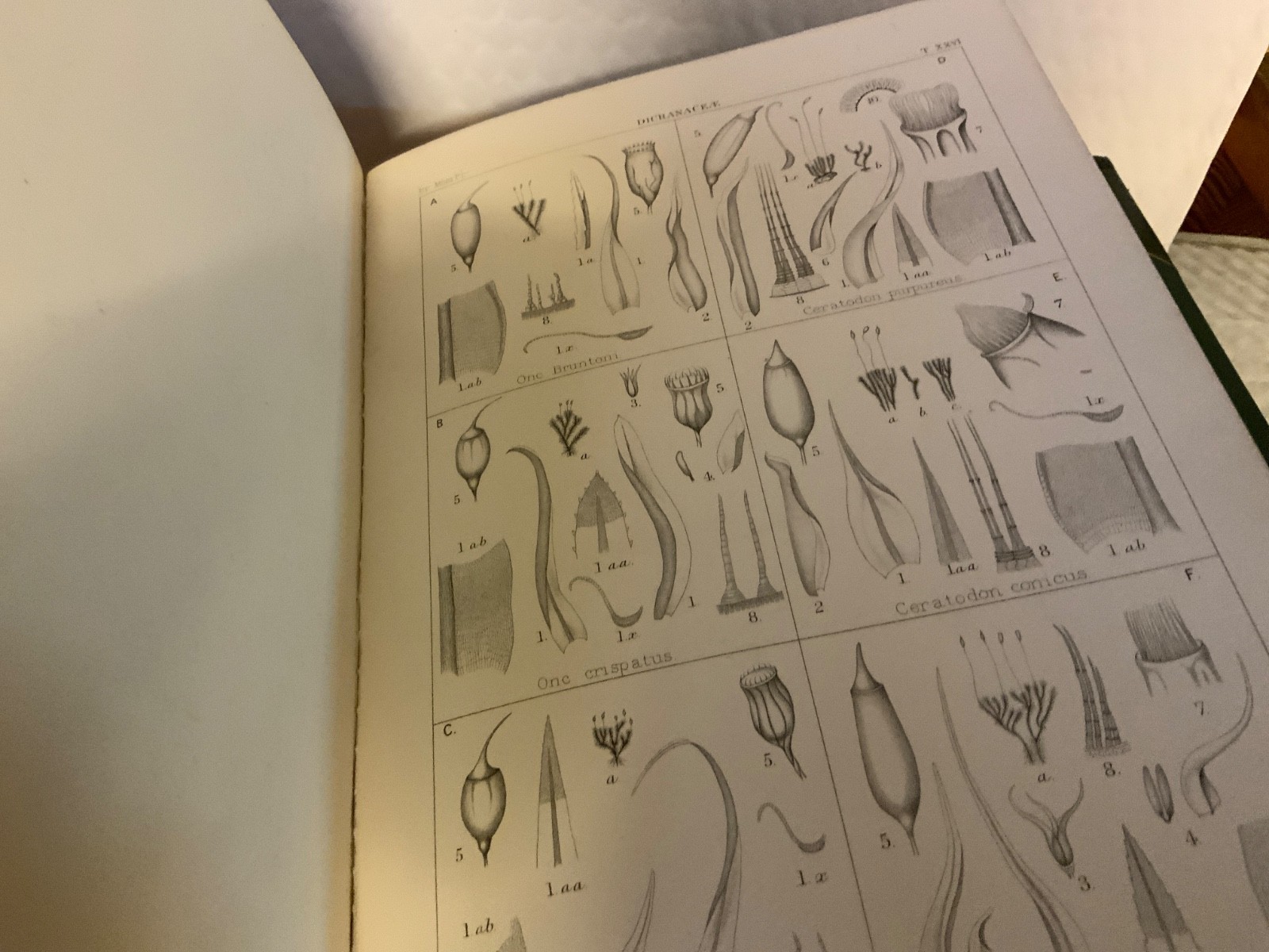 British Moss Flora Natural History Books, Three Volumes, Complete, 1887