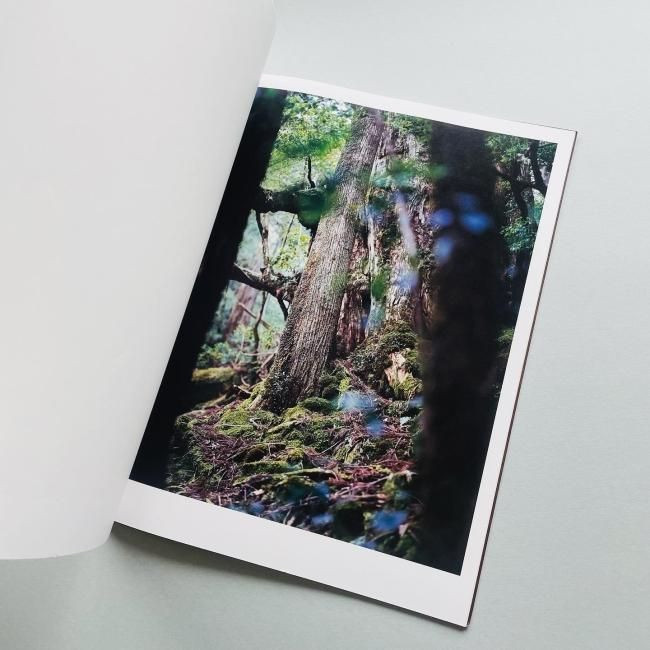 Materia : Yoshihiko Ueda / Yakushima Forest Photo Collection 2012 Japan