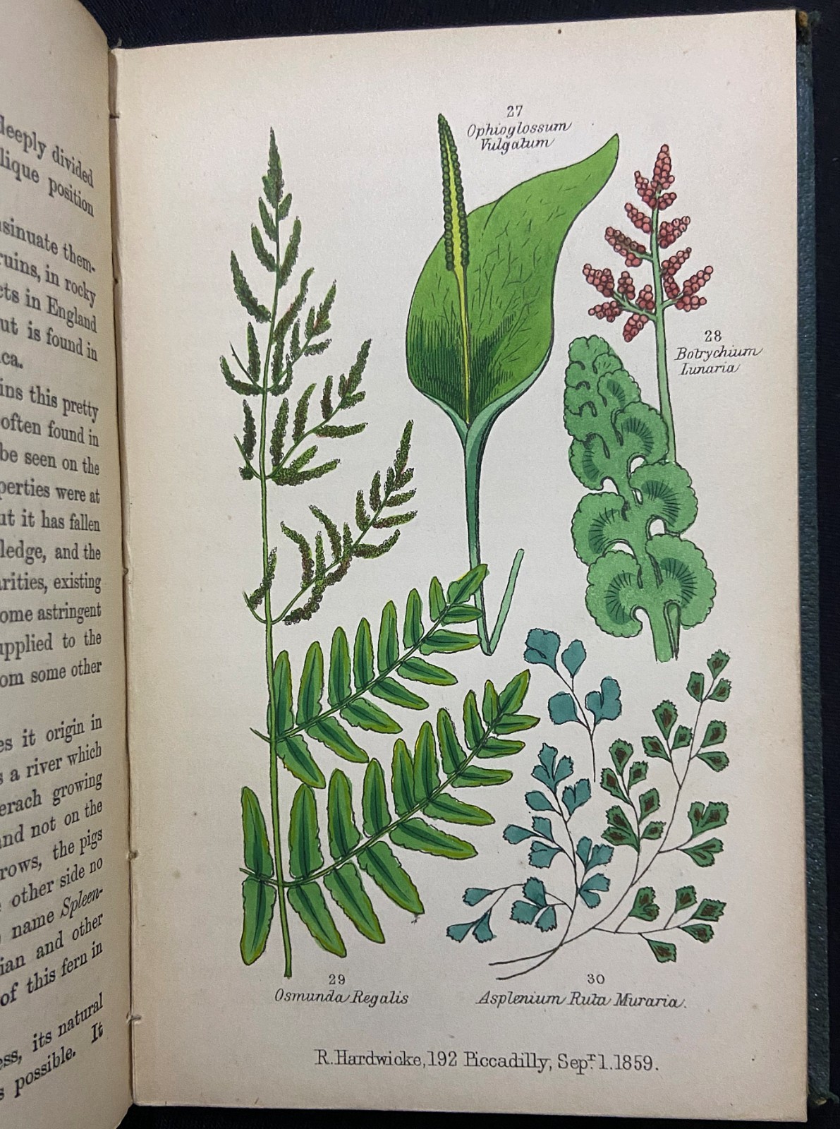 BRITISH FERNS Botany HAND COLORED PLATES Natural History LANKESTER Antique c1860
