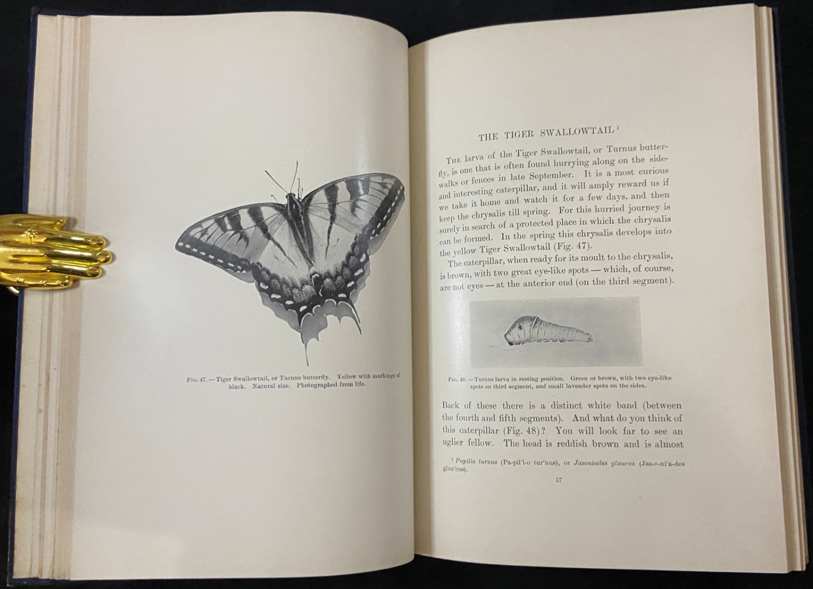 1901 MOTHS AND BUTTERFLIES Entomology DICKERSON Antique Natural History Book