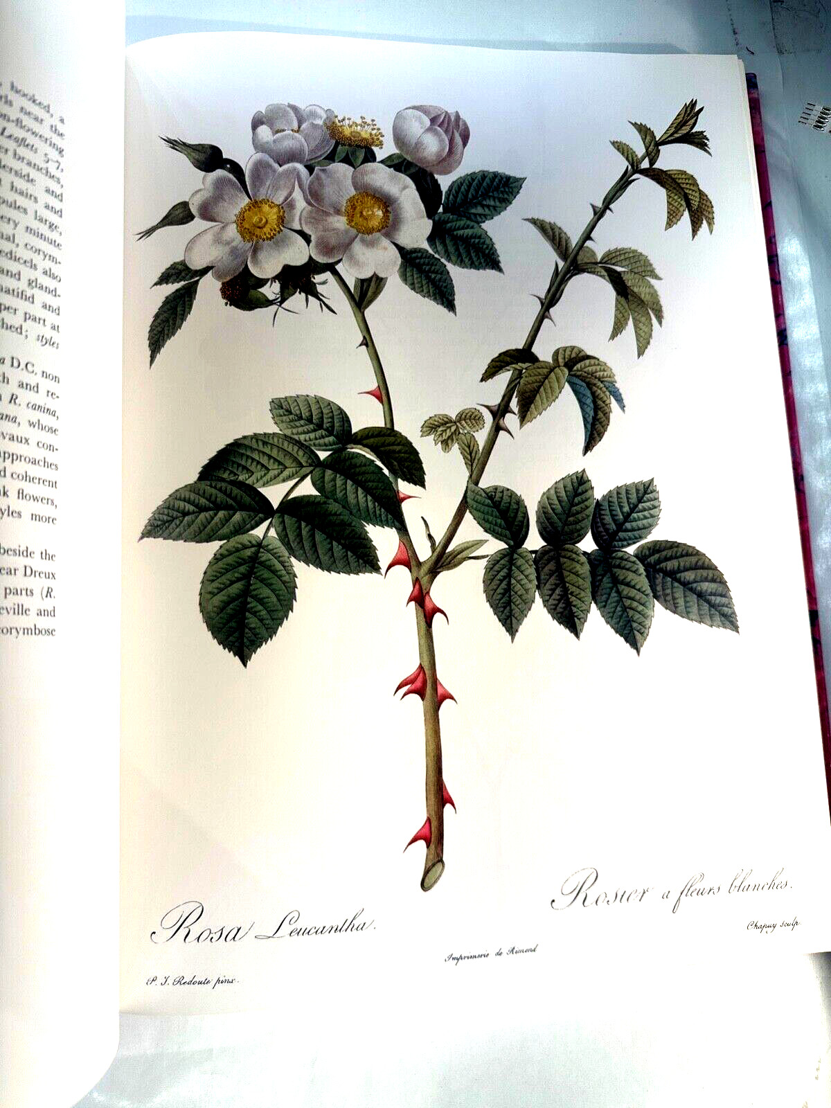 Redoutés Roses by P.J. Redouté – The Wellfleet Press – English CG102