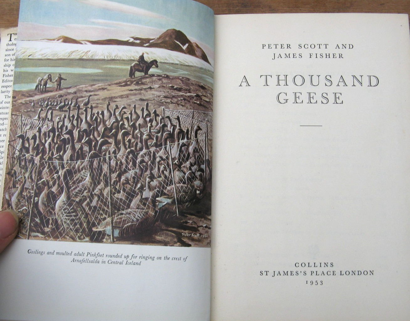 1953 A Thousand Geese- Peter Scott James Fisher 1st Edition
