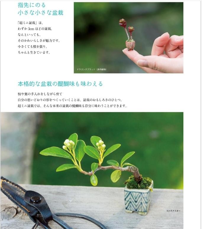 Ultra Mini Bonsai Japanese Art Book Tiny Tree DIY Guide 3cm Small Plant Ideas