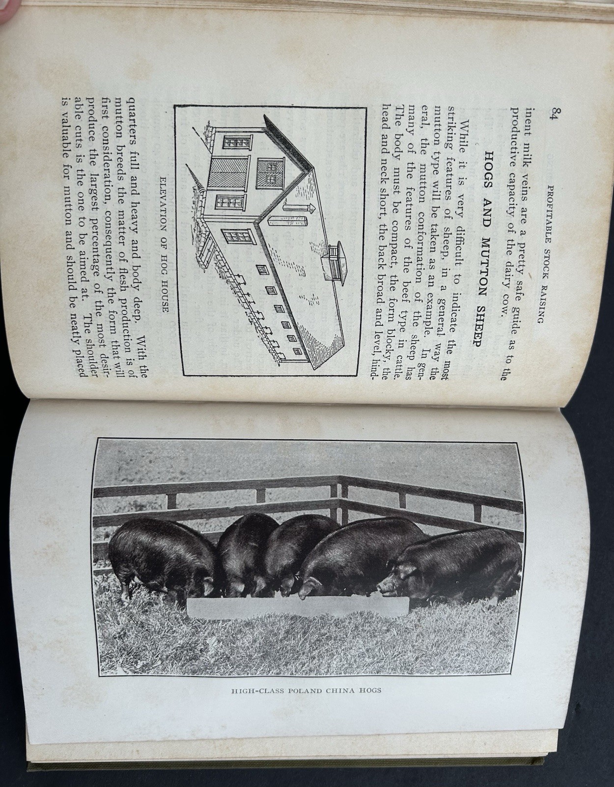 1911 Profitable Stock Raising by Clarence A Shamel Farm Life Series HB Illust