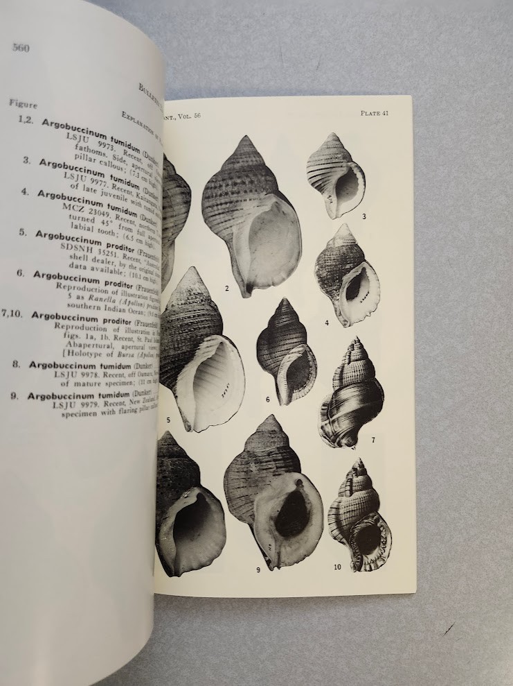 Taxonomy Distribution Phylogeny Cymatiid Gastropods American Paleontology Nice!!