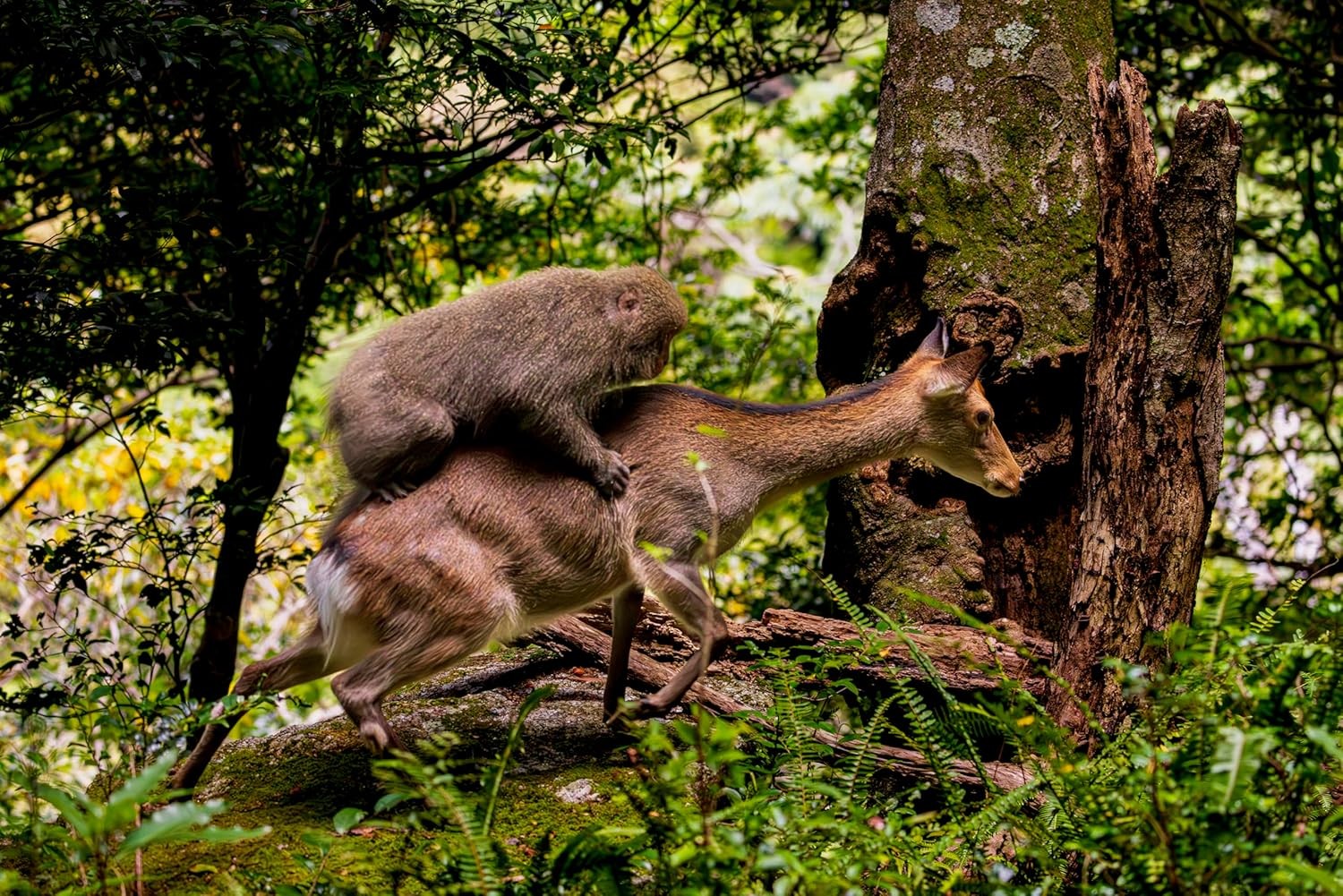 Monkeys, deer, Yakushima.