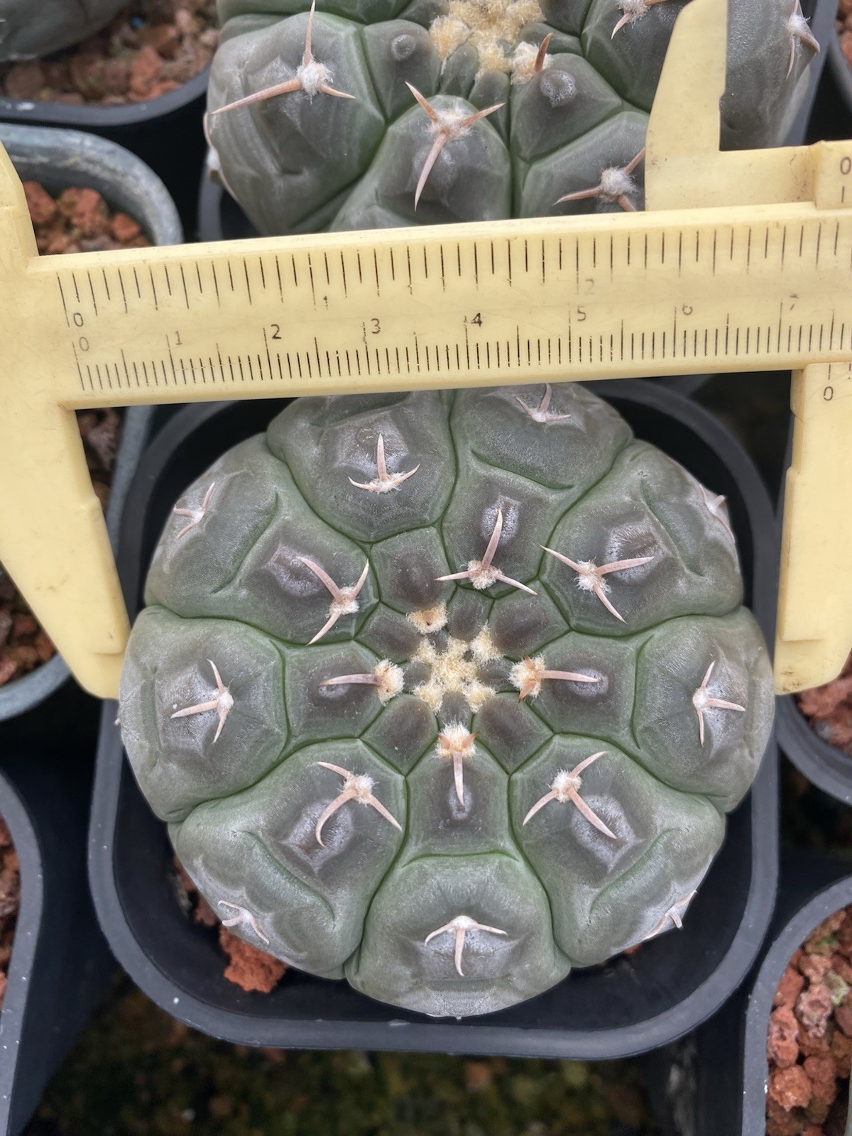 2pcs 7cm Gymnocalycium prochazkianum Beautiful Flowers Seeded Grown