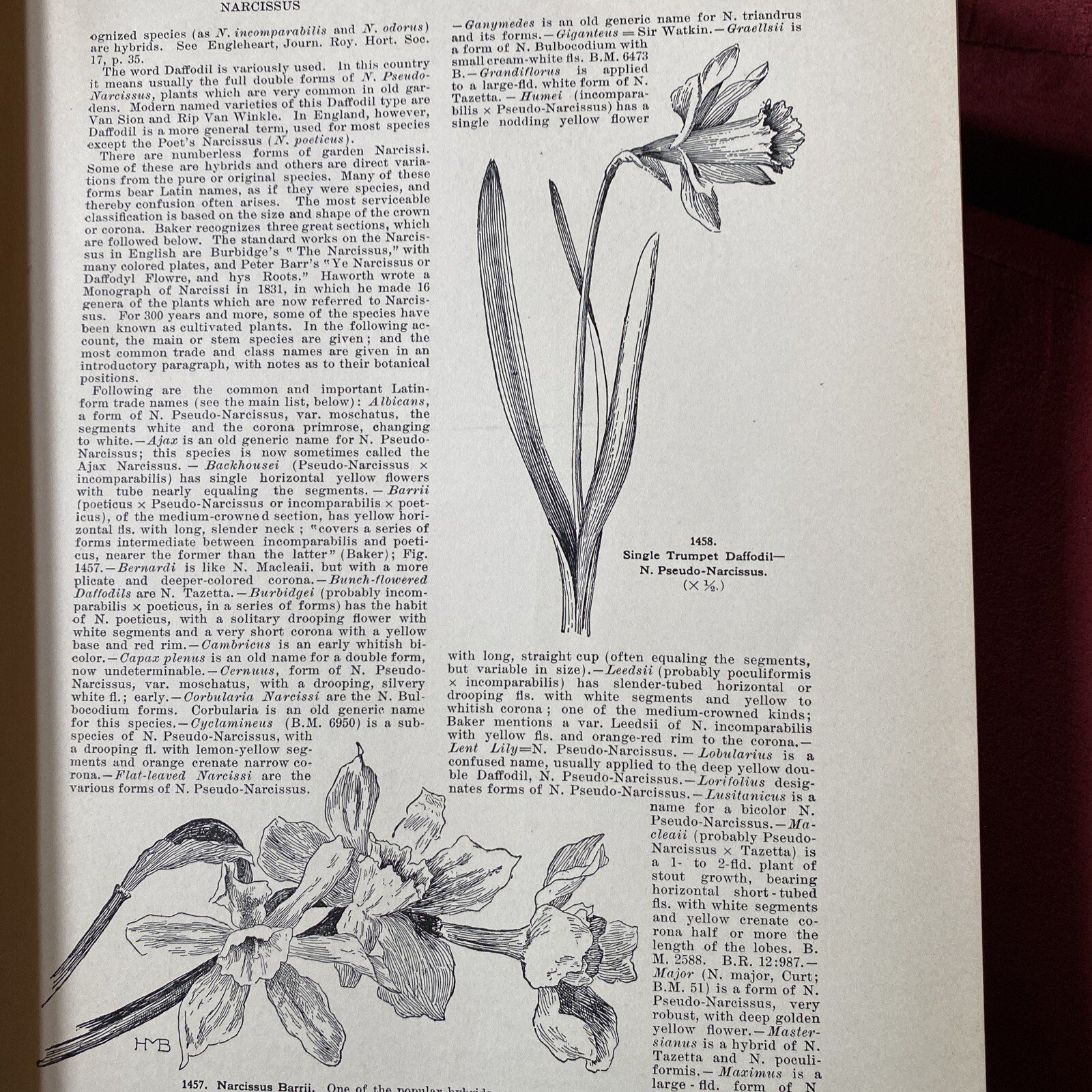 1904 Cyclopedia Of American Horticultural 700 Original Engravings Volume 3 N-Q
