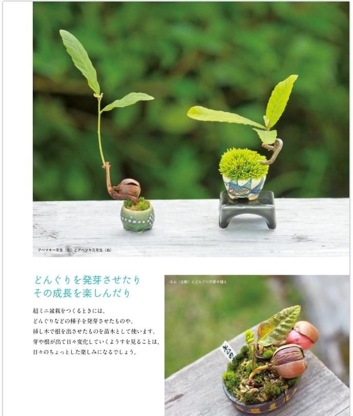 Ultra Mini Bonsai Japanese Art Book Tiny Tree DIY Guide 3cm Small Plant Ideas