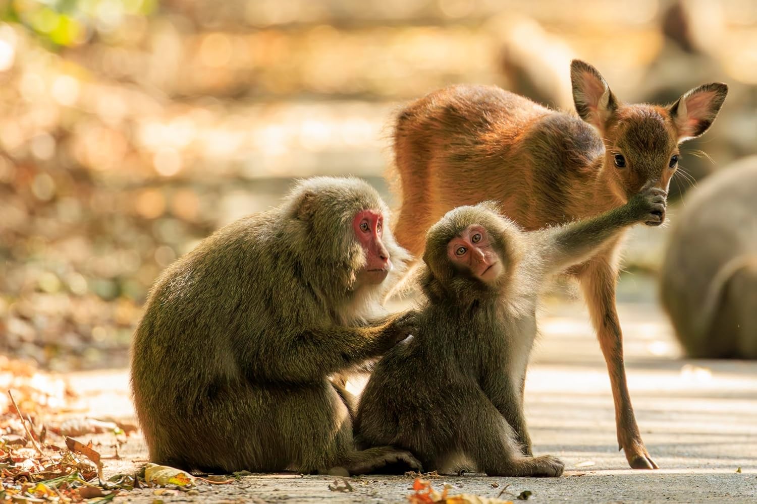 Monkeys, deer, Yakushima.