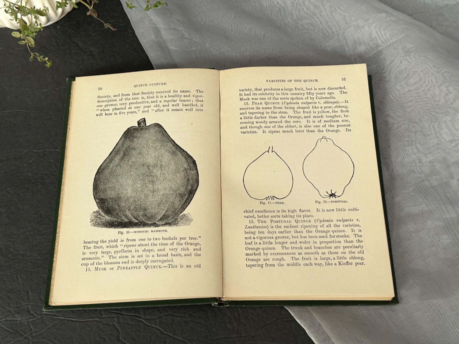 Quince Culture Meech Antique Agriculture Book Vintage Farming