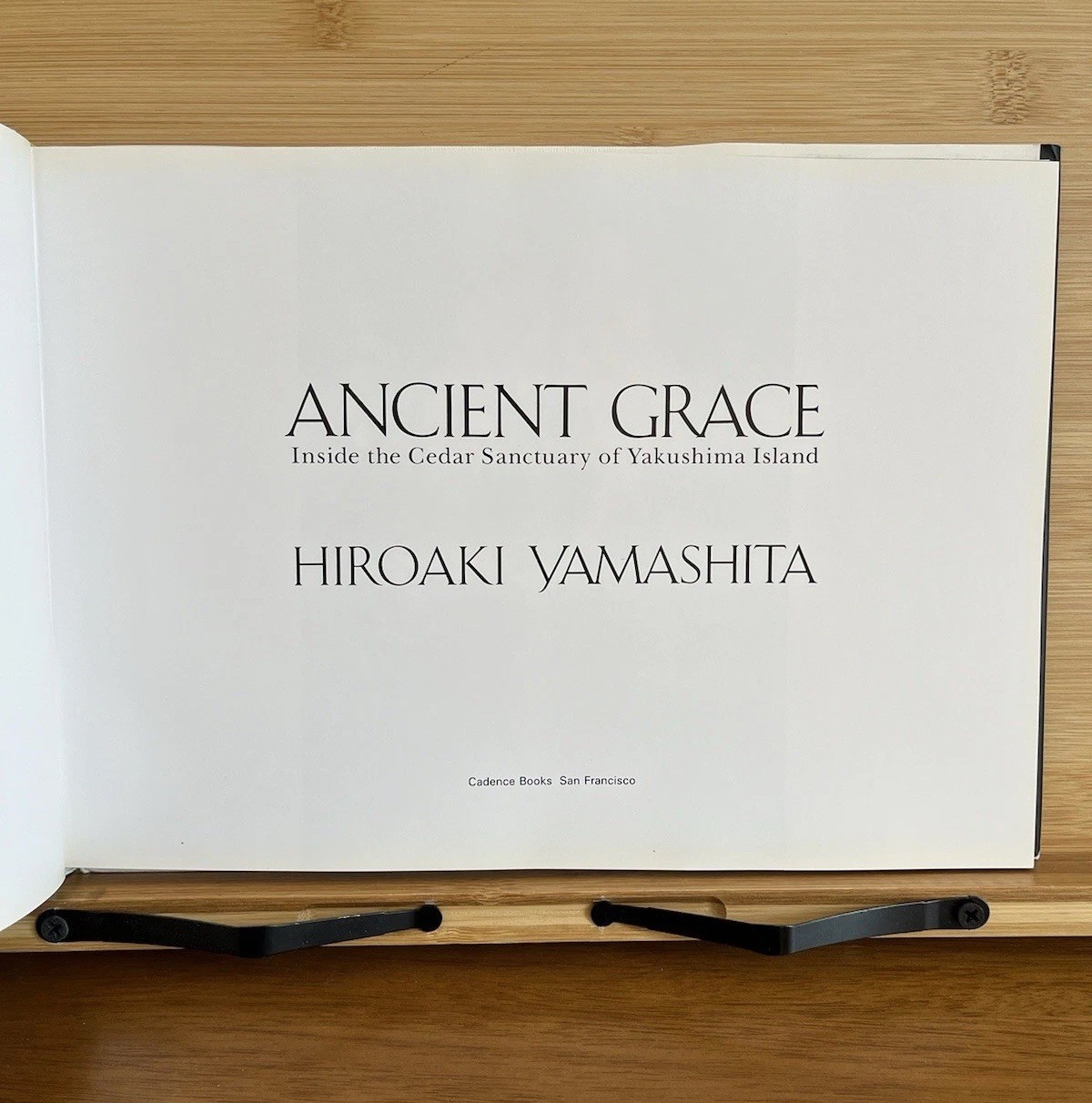 Ancient Grace: Inside the Cedar Sanctuary of Yakushima Island