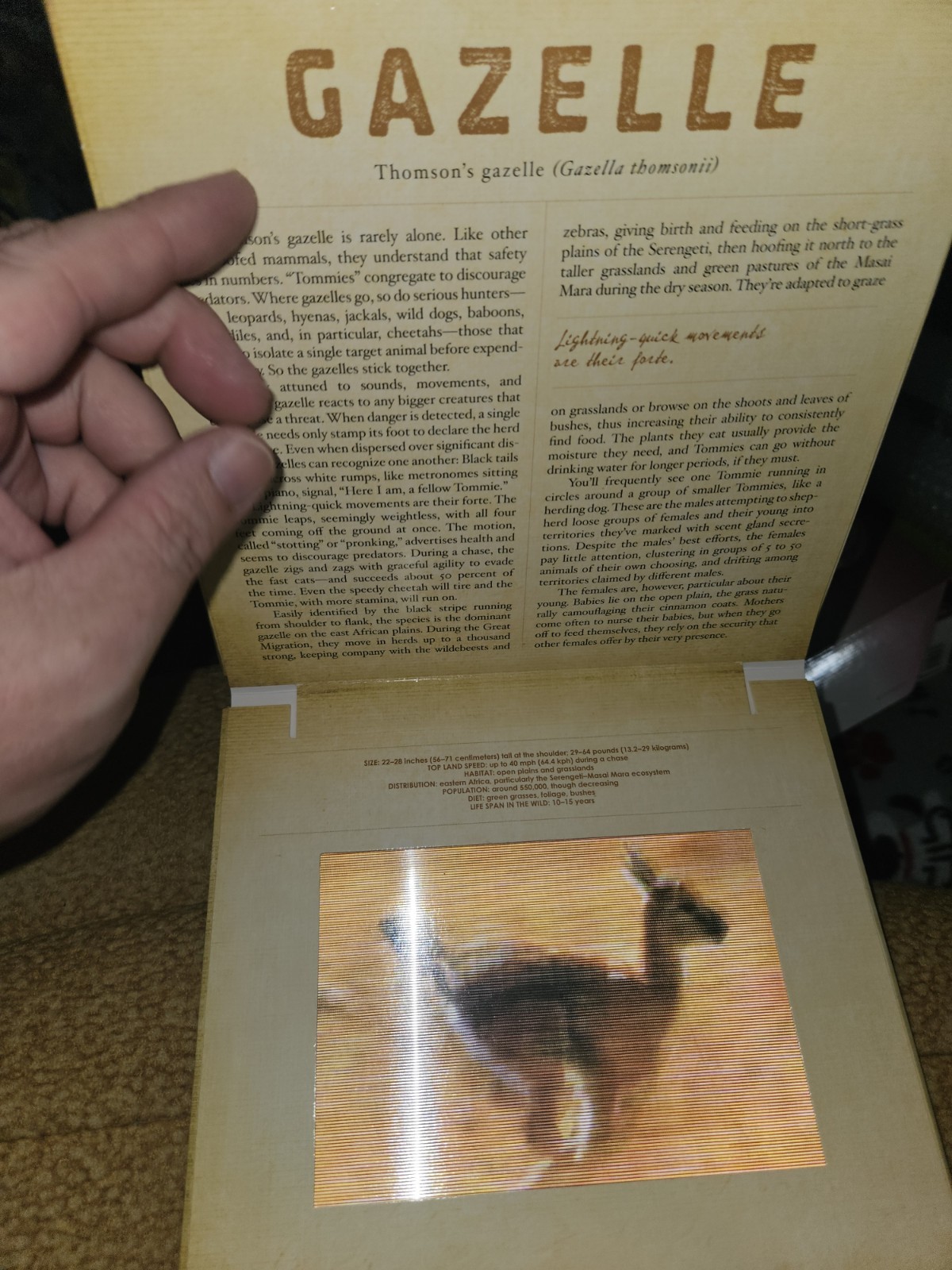 Dan Kainen Carol Kaufmann Safari: A Photicular Book HC Workman 1st Ed 2012