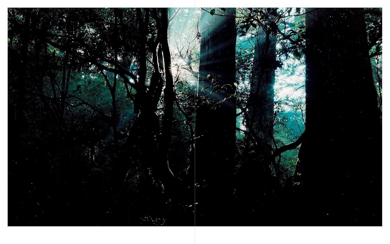 JINEN – Photographer Yu Yamauchi Art Book – 9 Years in Yakushima’s Forests