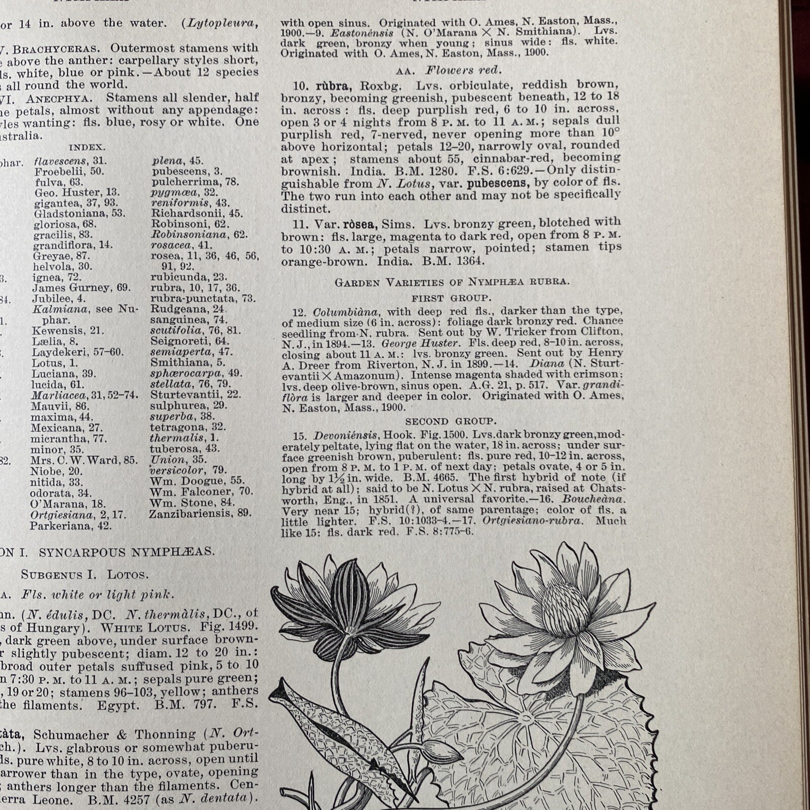 1904 Cyclopedia Of American Horticultural 700 Original Engravings Volume 3 N-Q