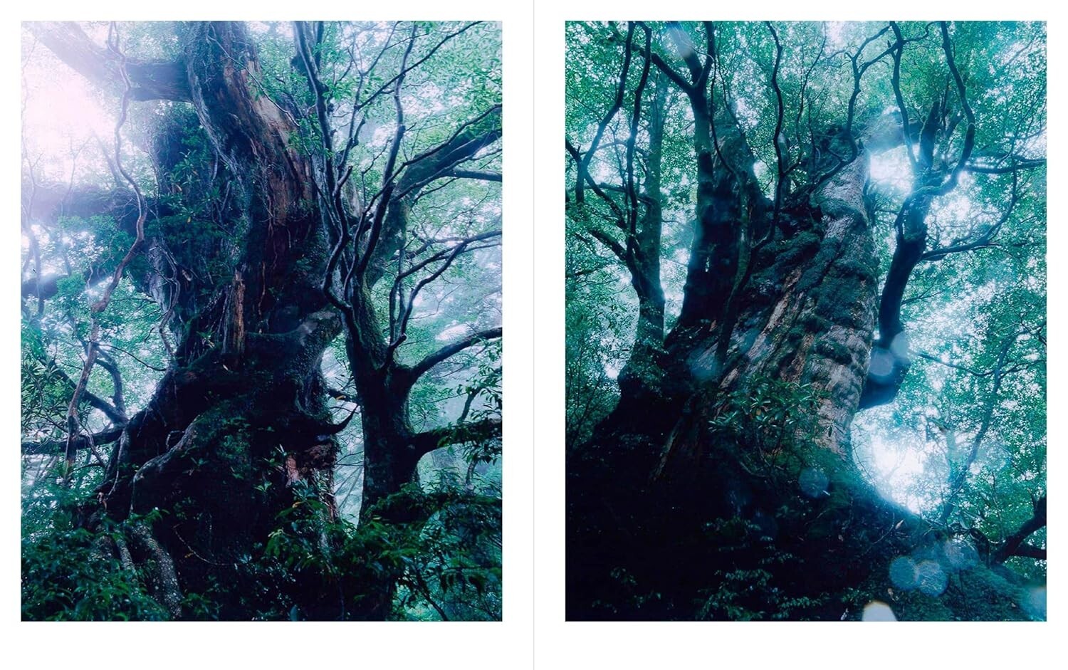 JINEN – Photographer Yu Yamauchi Art Book – 9 Years in Yakushima’s Forests