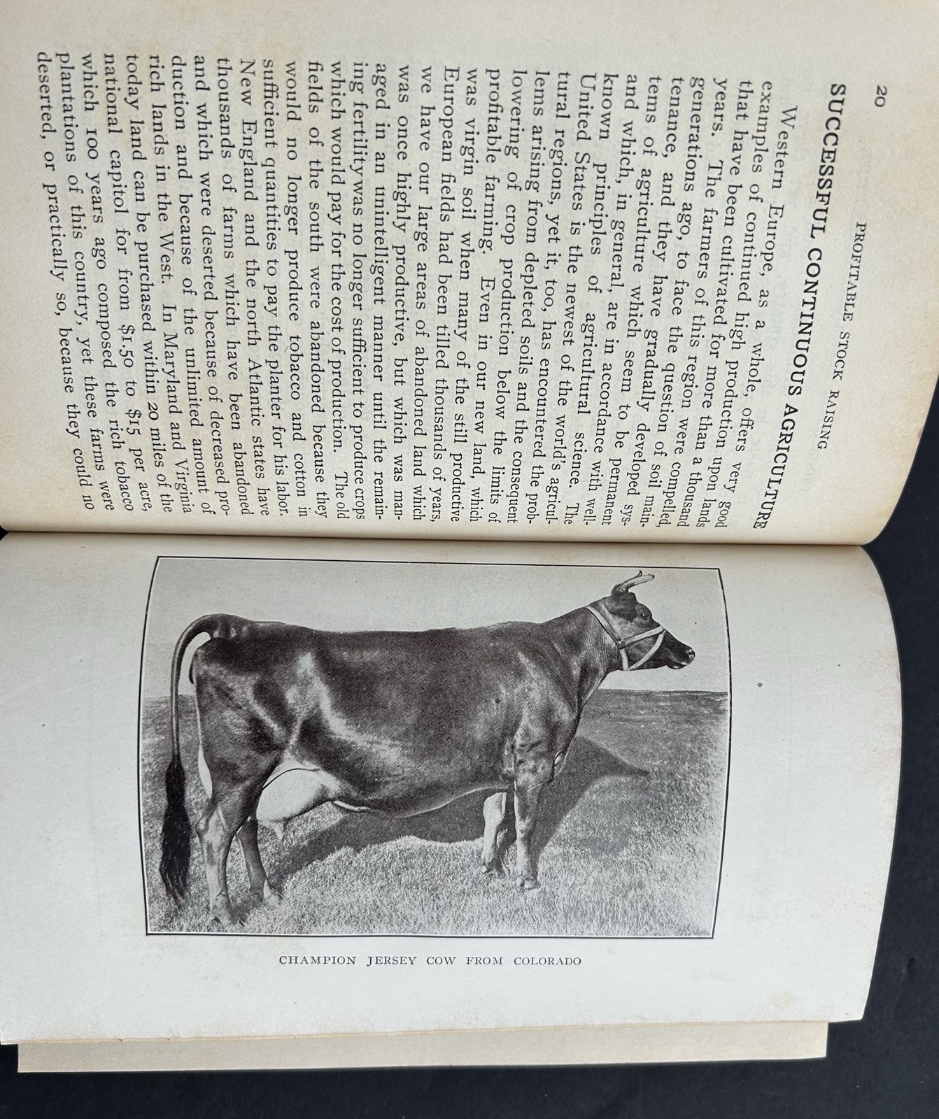 1911 Profitable Stock Raising by Clarence A Shamel Farm Life Series HB Illust