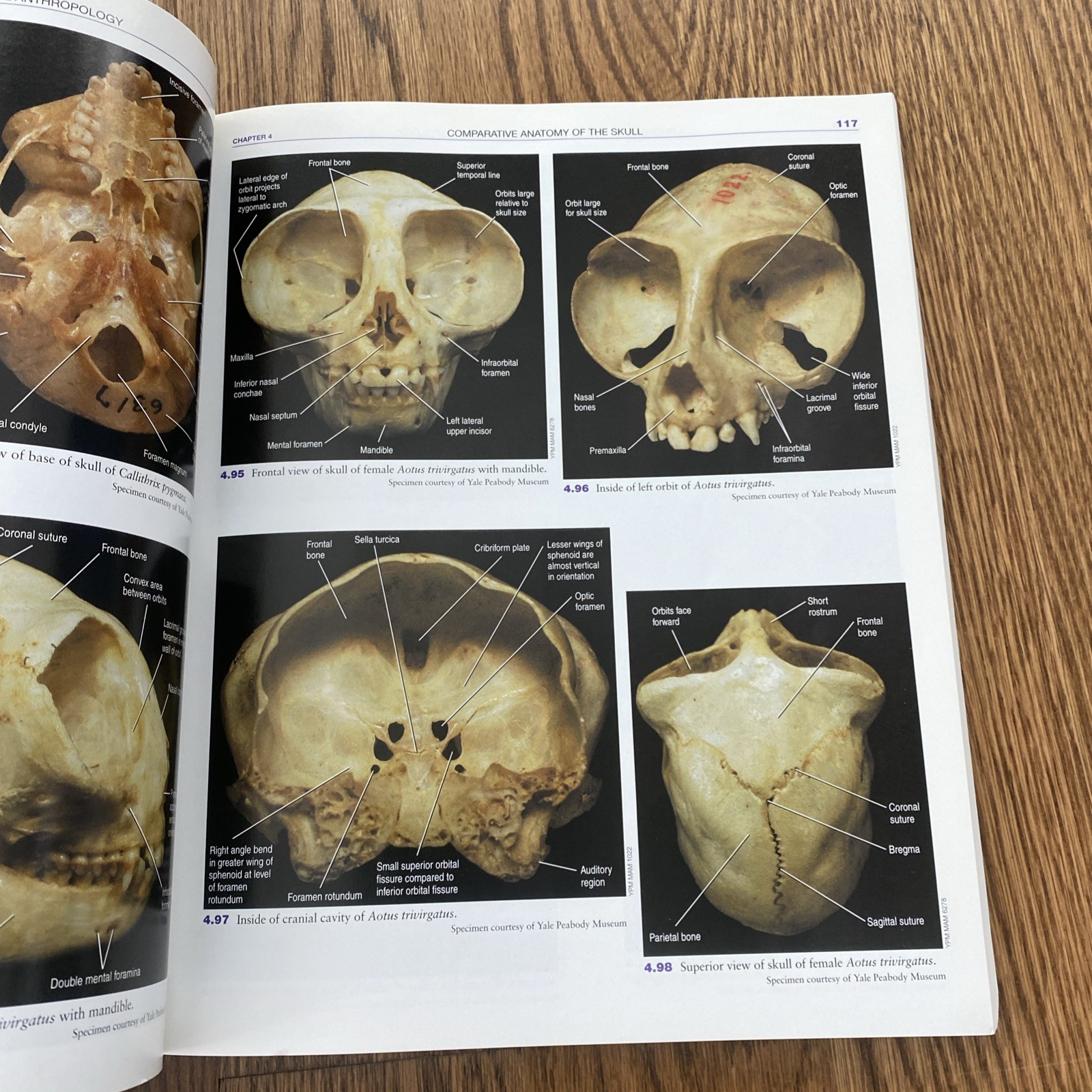 A Photographic Atlas for Physical Anthropology Whitehead 2005 Anatomy Evolution