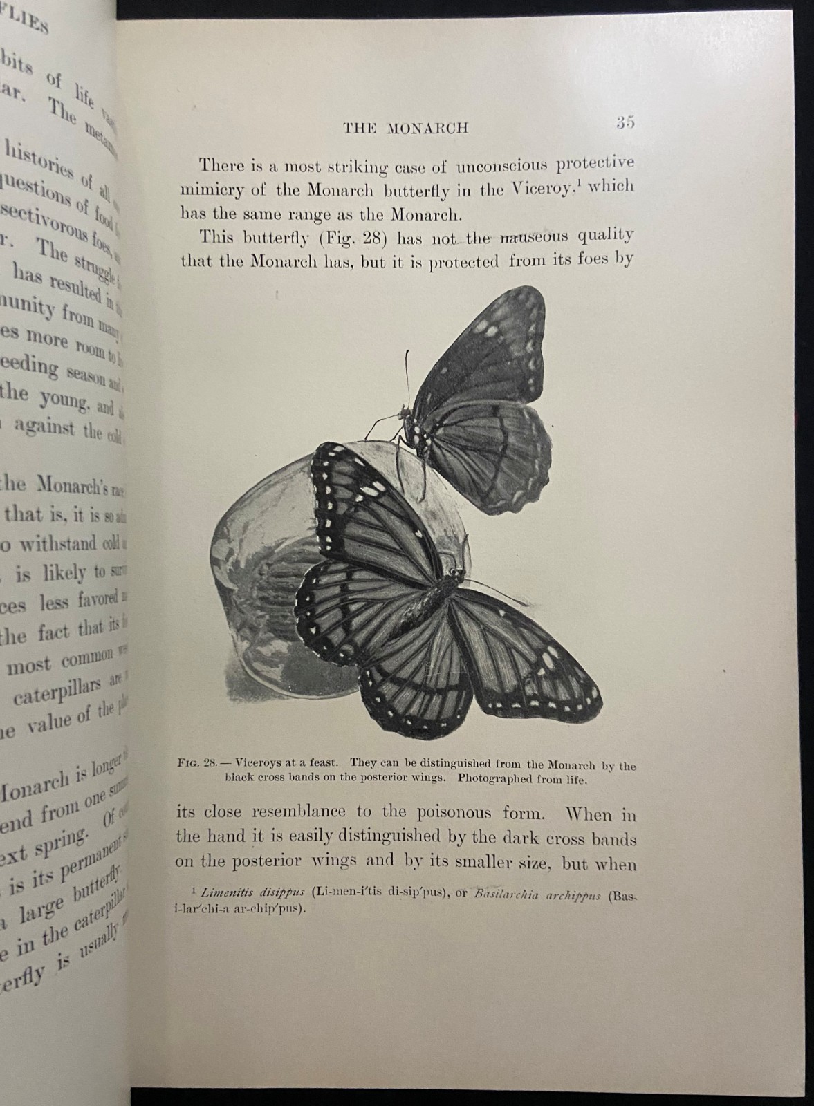 1901 MOTHS AND BUTTERFLIES Entomology DICKERSON Antique Natural History Book
