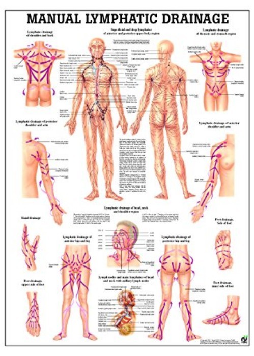 Matte Finish Anatomy Chart – Paper With Lamination