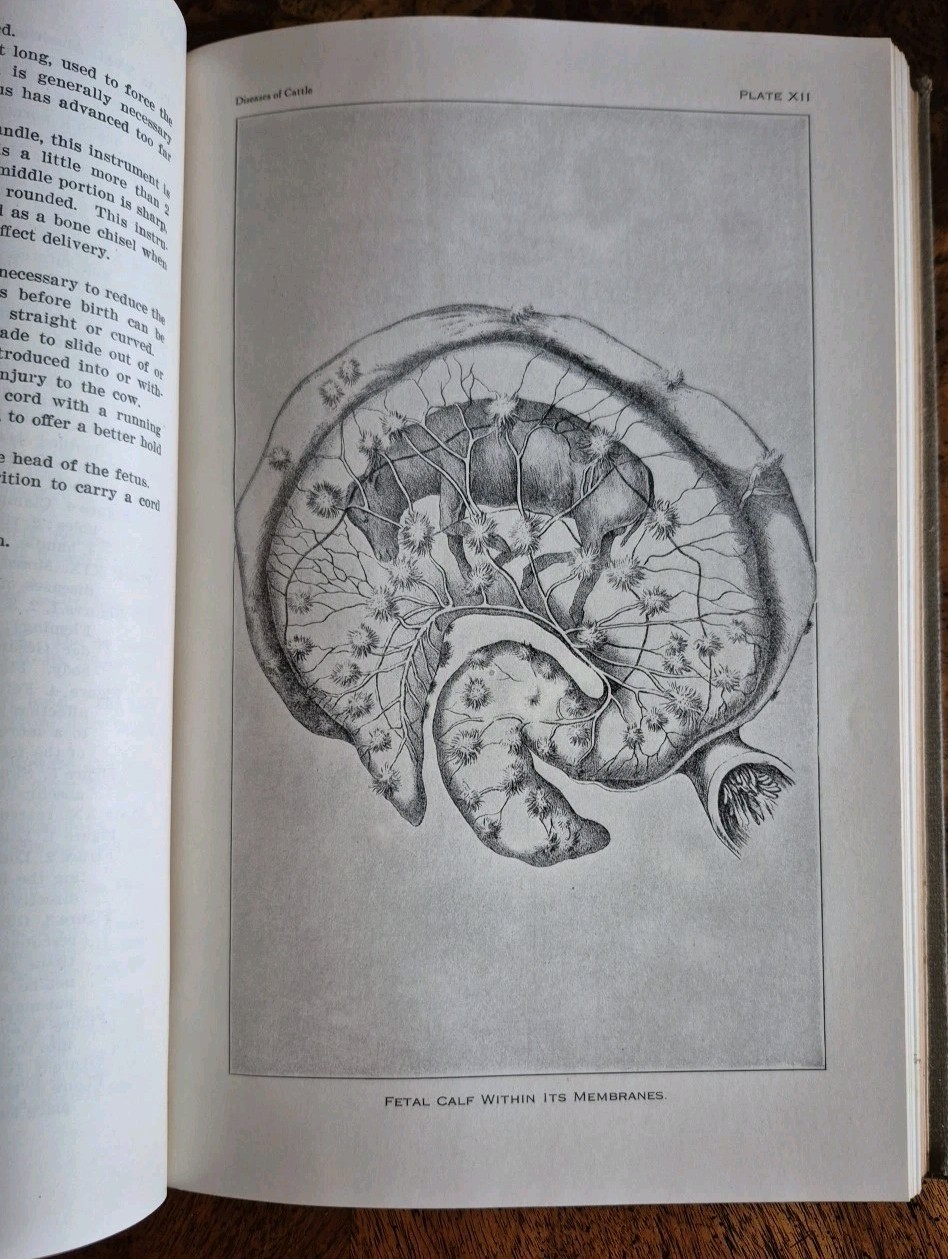 Diseases of Cattle 1942 USDA Farm Animal Care Book Vintage Illustrated