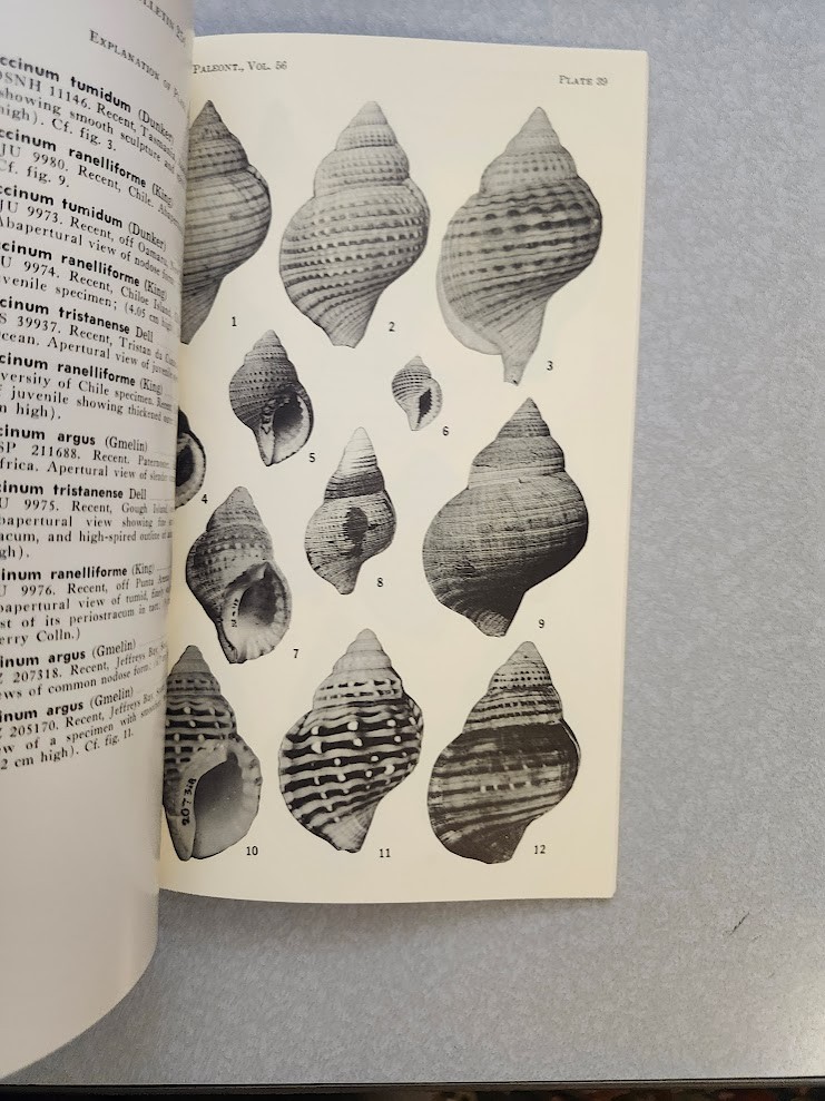 Taxonomy Distribution Phylogeny Cymatiid Gastropods American Paleontology Nice!!